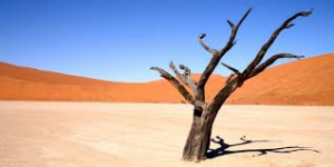 Desertificazione