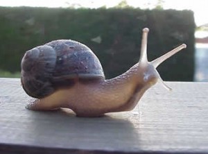 Lentezza